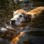 A golden retriever swimming in a pond with another golden retriever swimming behind them.