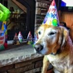 A golden retriever wearing a birthday hat in front of a fire place with more hats.