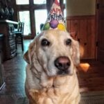 A golden retriever wearing a birthday cap.
