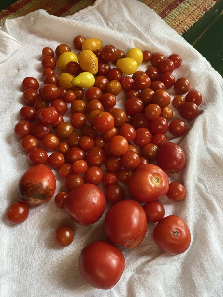 A variety of garden tomatoes