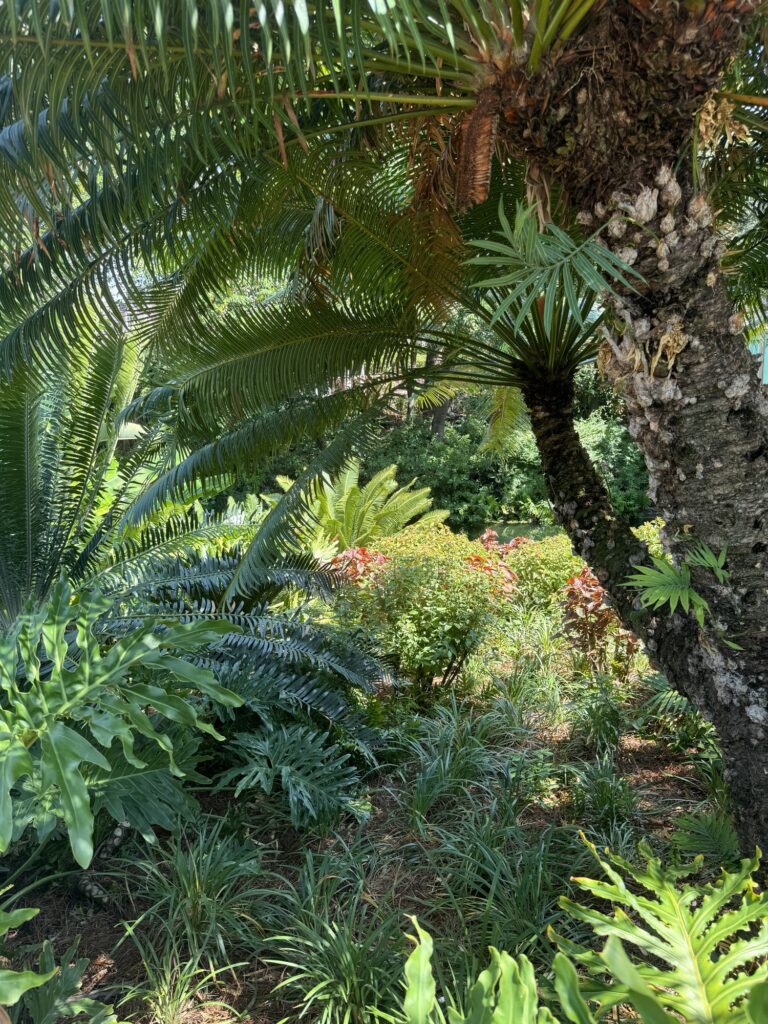 Jungle plants
